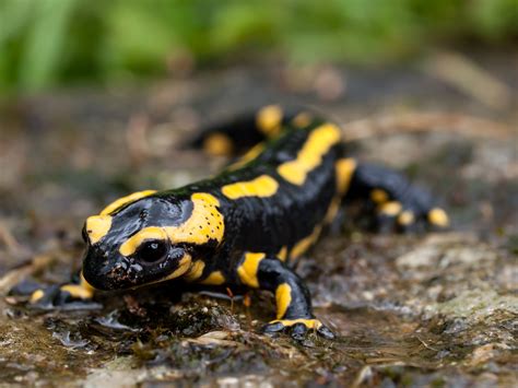 black and yellow spotted lizard|Fire salamander .